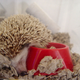 Illustration for article titled Hedgehogs Run A Marathon Every Night